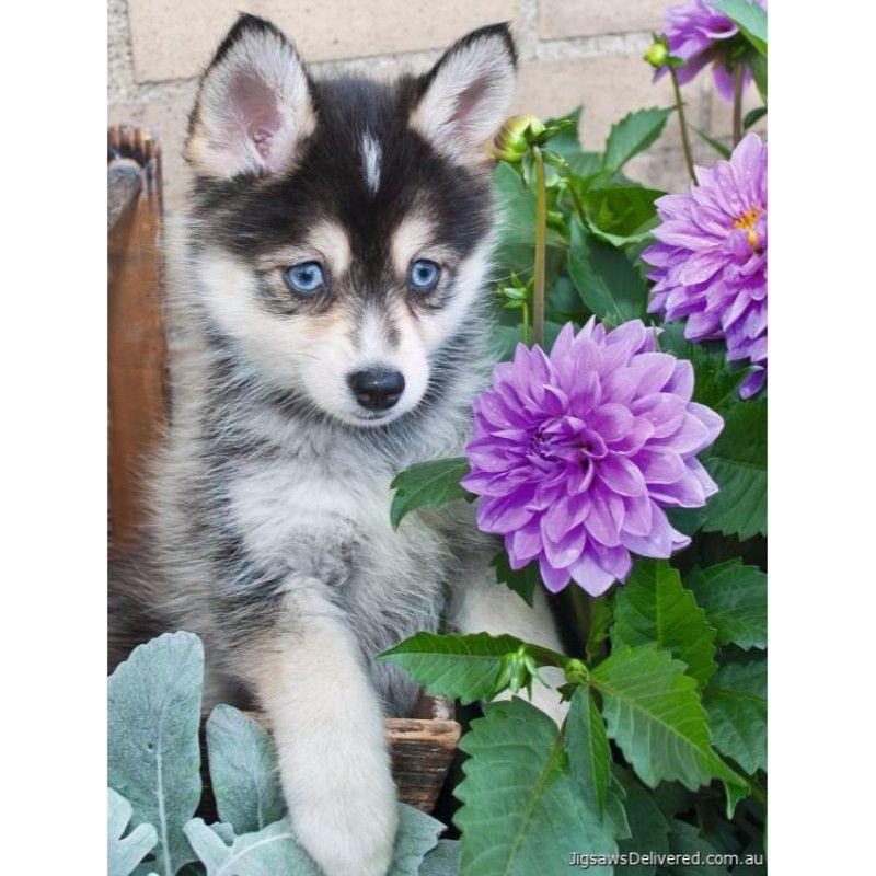 Ravensburger Jigsaws Cute Husky (500pc) Ravensburger