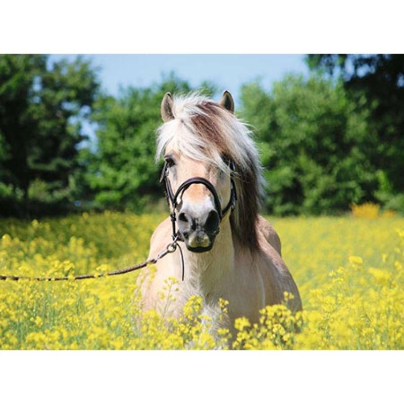Ravensburger Jigsaws White Horse (500pc) Ravensburger