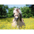 Ravensburger Jigsaws White Horse (500pc) Ravensburger